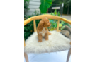 Cavapoo Puppy for Adoption