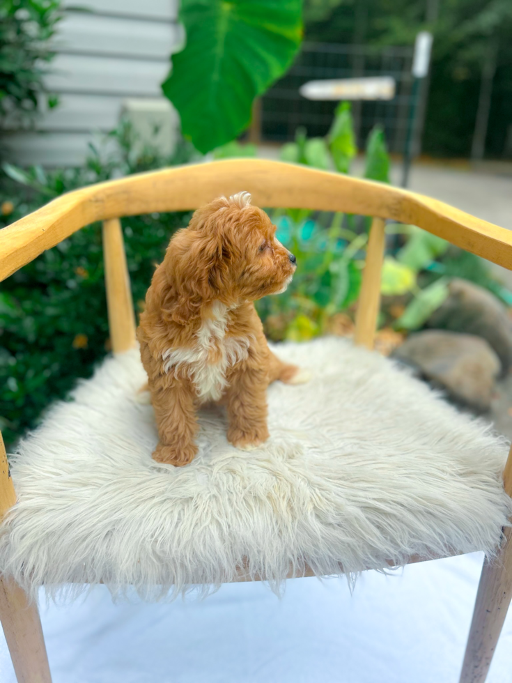 Cavapoo Puppy for Adoption