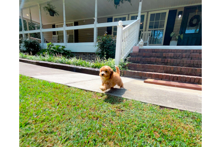 Cavapoo Puppy for Adoption