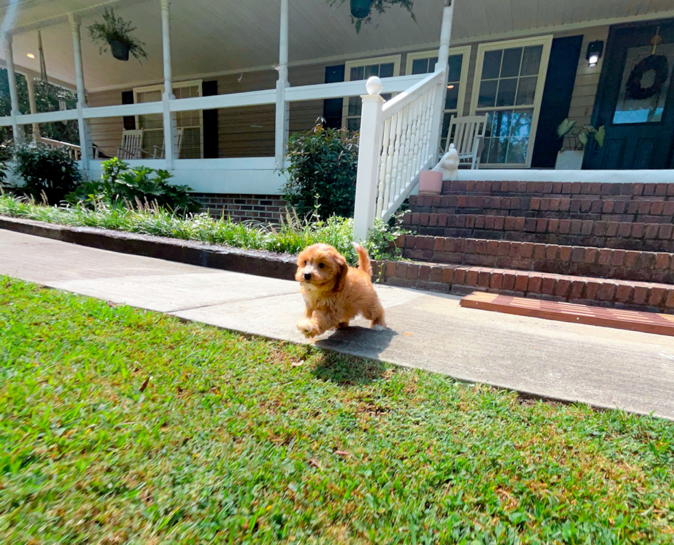 Cavapoo Puppy for Adoption
