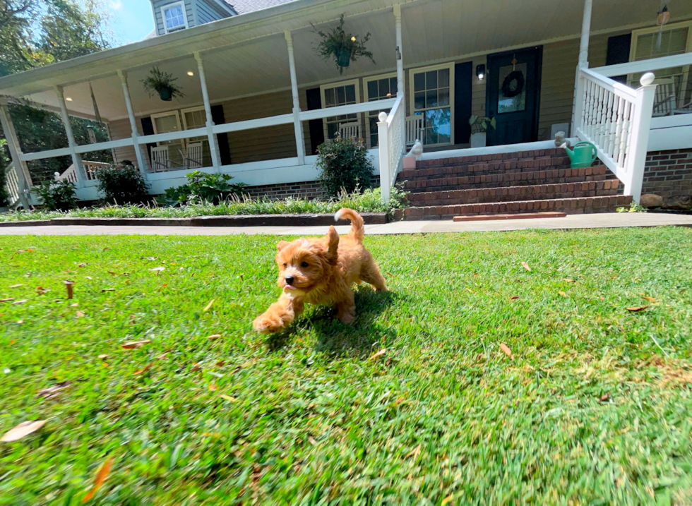 Cavapoo Puppy for Adoption