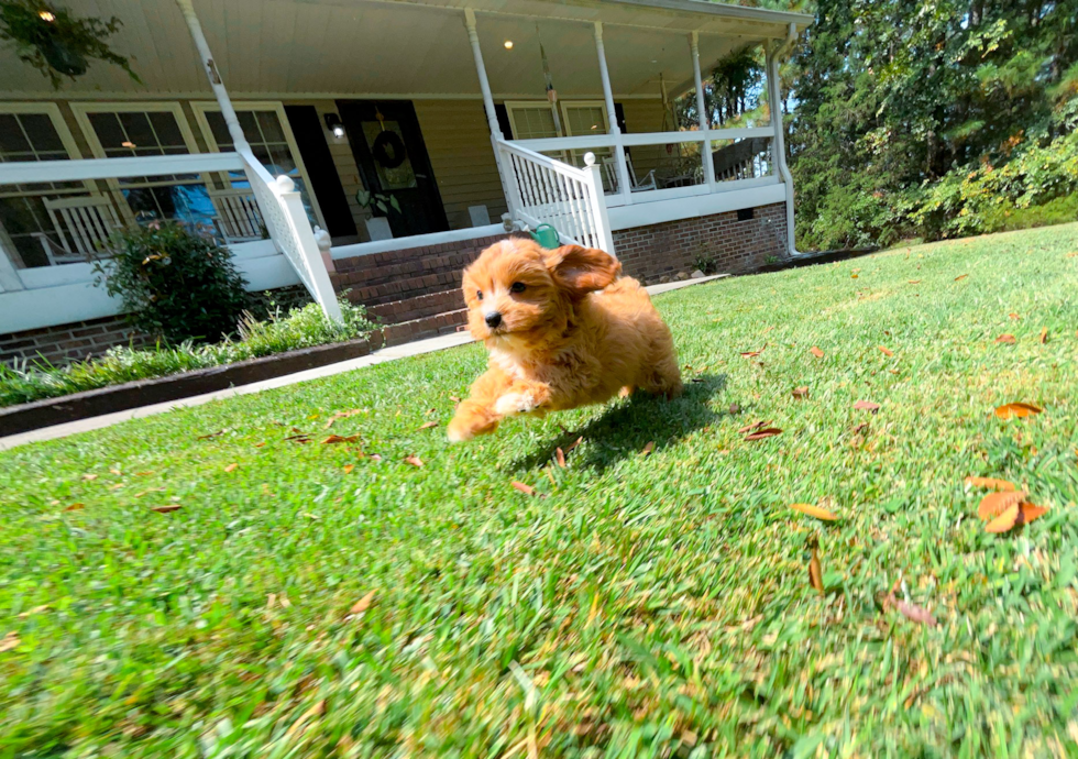 Cute Cavapoo Poodle Mix Pup