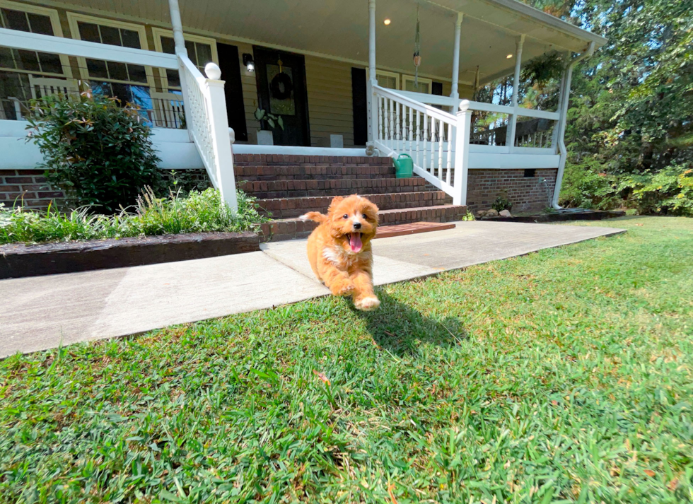 Cavapoo Puppy for Adoption