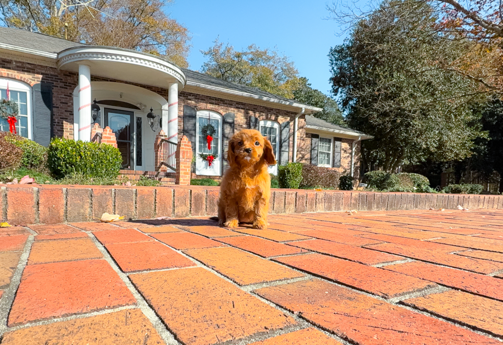 Cavapoo Pup Being Cute