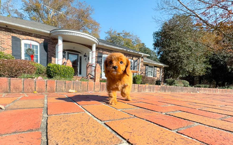 Cavapoo Puppy for Adoption