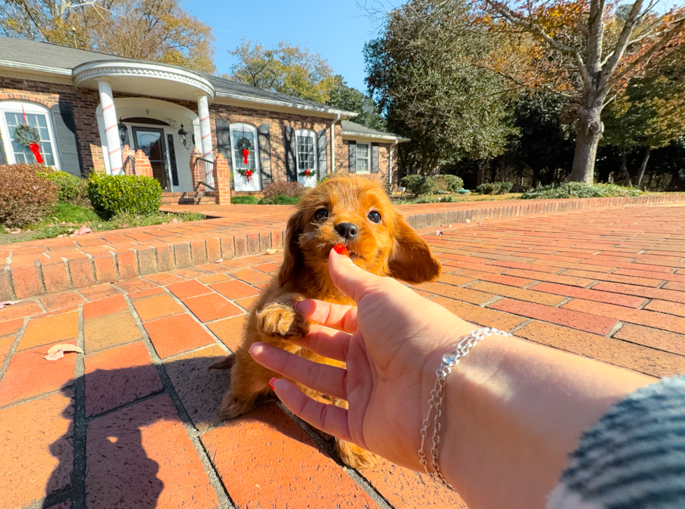 Cavapoo Pup Being Cute