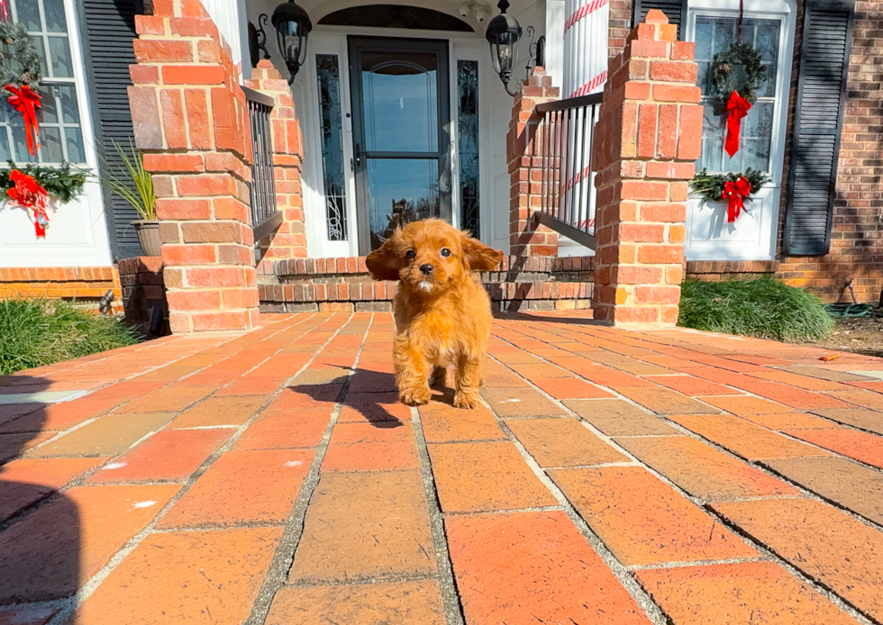 Cavapoo Pup Being Cute