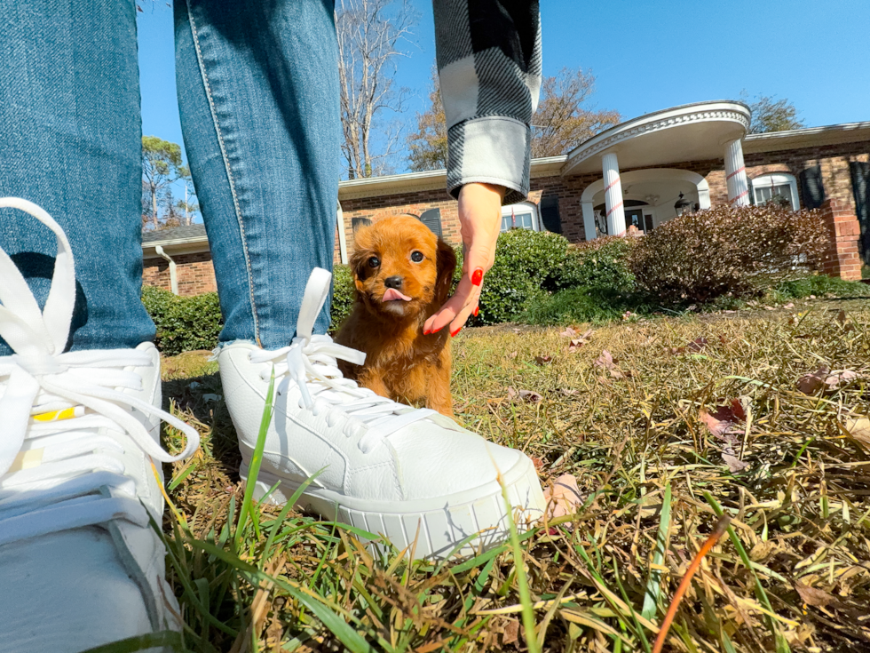 Best Cavapoo Baby