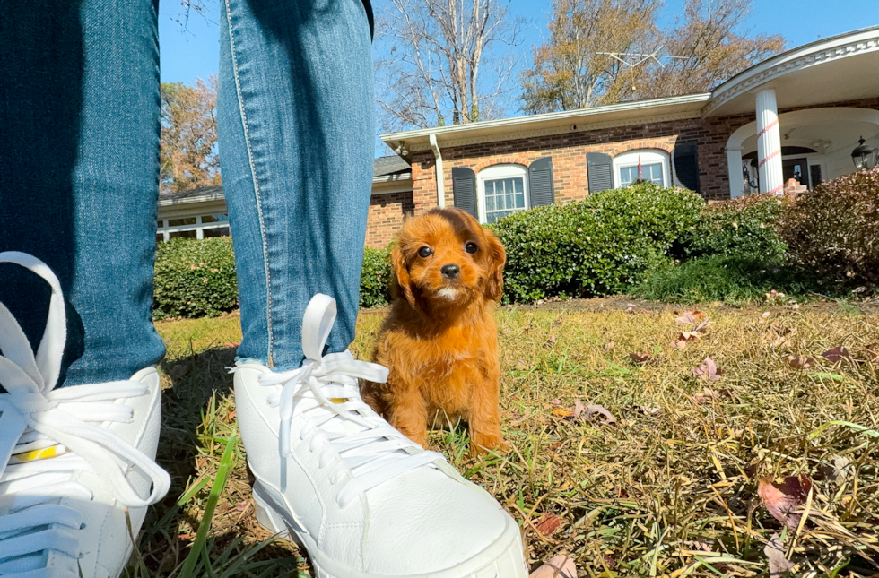 Cute Cavapoo Poodle Mix Pup