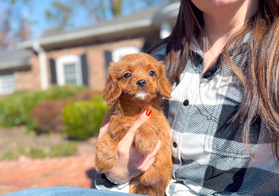 Best Cavapoo Baby