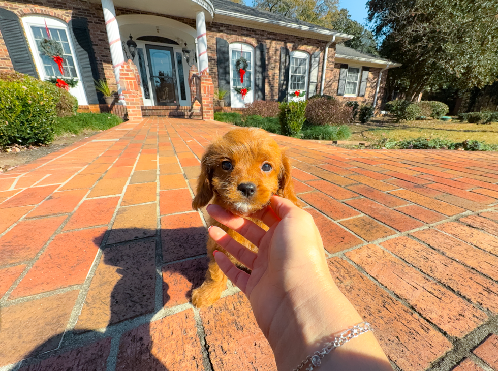 Cavapoo Puppy for Adoption