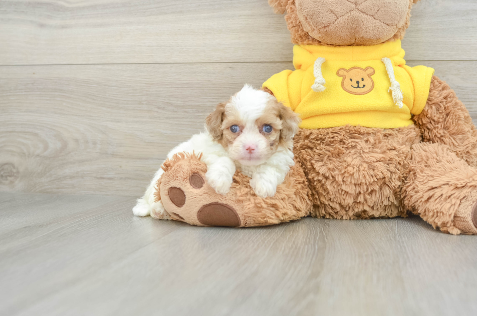 6 week old Cavapoo Puppy For Sale - Simply Southern Pups