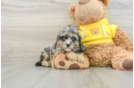 Smart Cavapoo Poodle Mix Pup