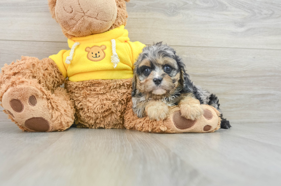 7 week old Cavapoo Puppy For Sale - Simply Southern Pups