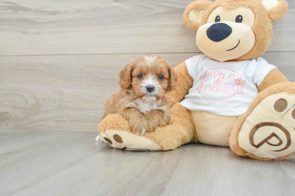 Cavapoo Puppy for Adoption