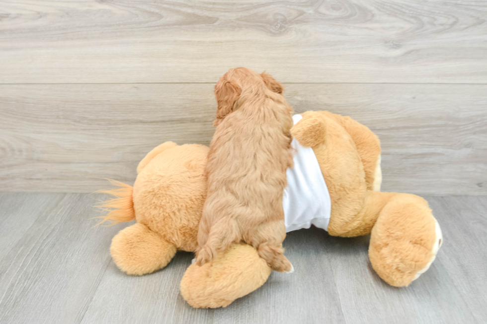 Friendly Cavapoo Baby