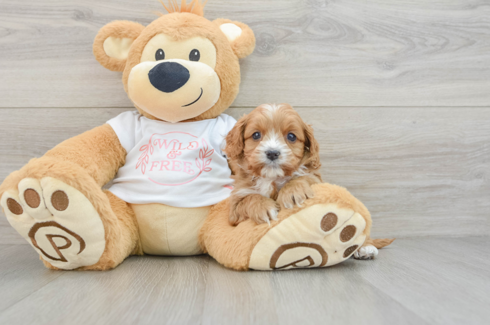 6 week old Cavapoo Puppy For Sale - Simply Southern Pups