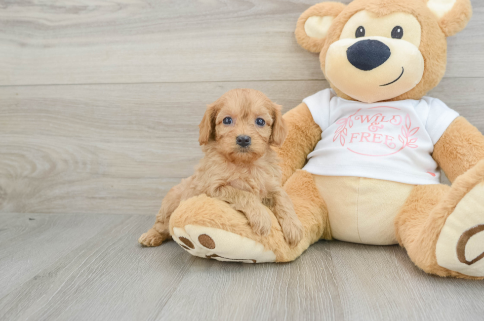 5 week old Cavapoo Puppy For Sale - Simply Southern Pups