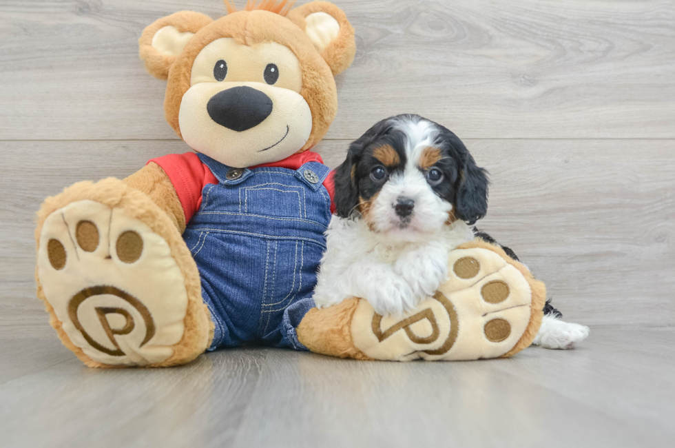 5 week old Cavapoo Puppy For Sale - Simply Southern Pups