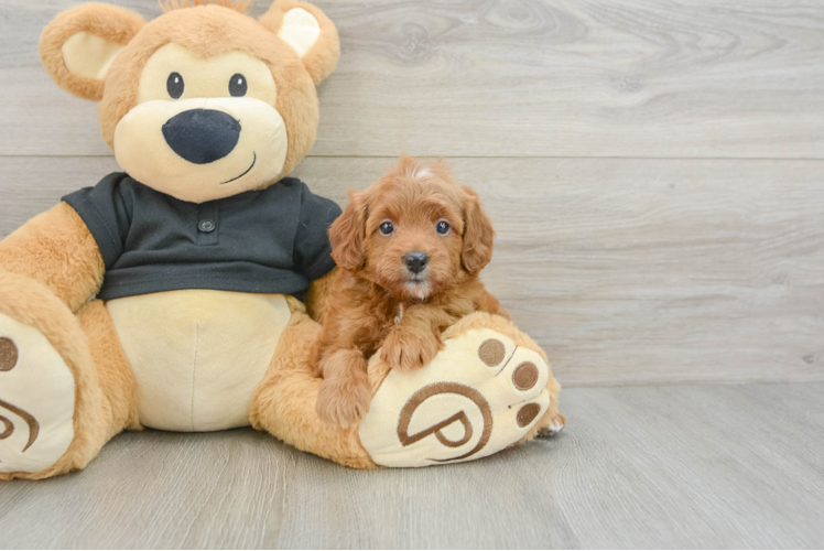Cavapoo Puppy for Adoption