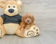8 week old Cavapoo Puppy For Sale - Simply Southern Pups