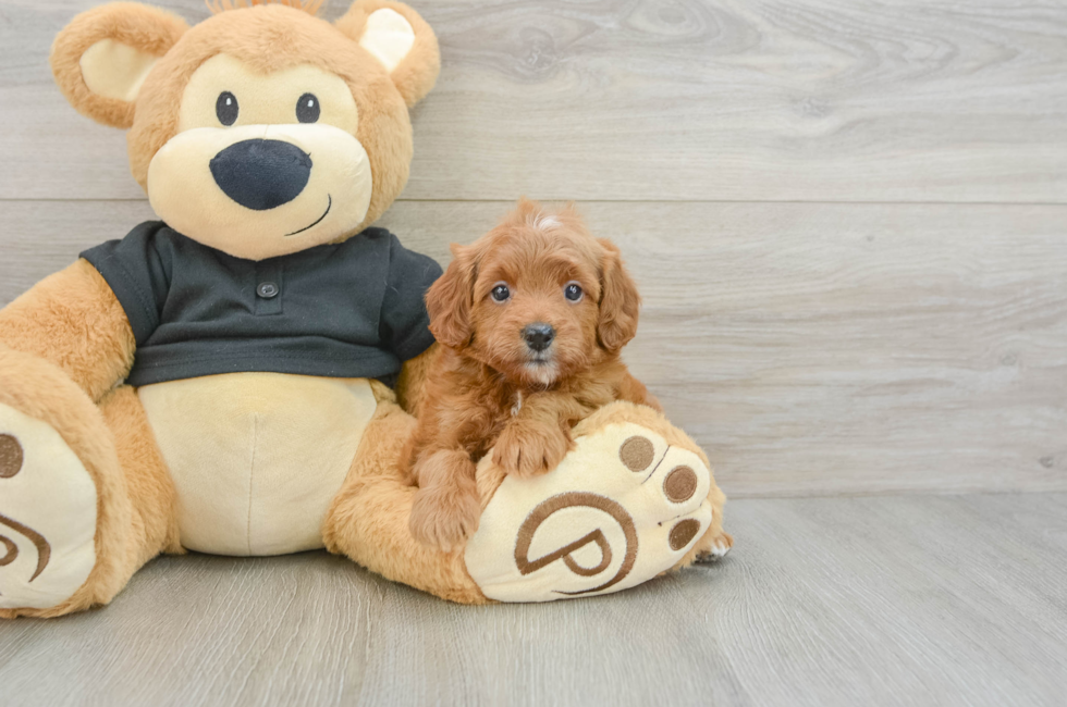 7 week old Cavapoo Puppy For Sale - Simply Southern Pups