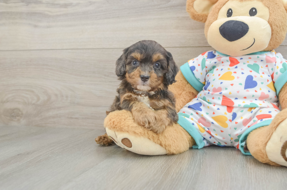5 week old Cavapoo Puppy For Sale - Simply Southern Pups