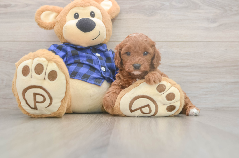 5 week old Cavapoo Puppy For Sale - Simply Southern Pups