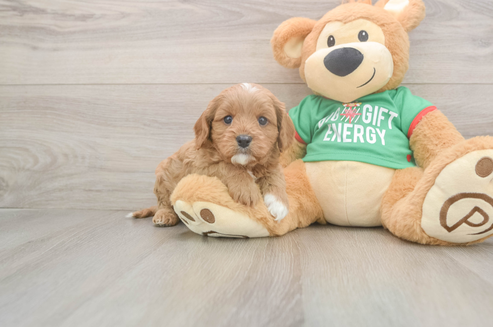 5 week old Cavapoo Puppy For Sale - Simply Southern Pups