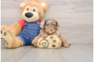 Small Cavapoo Baby