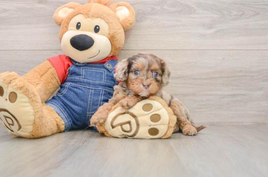 Small Cavapoo Baby