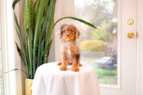 Cute Cavapoo Poodle Mix Pup