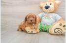 Hypoallergenic Cavadoodle Poodle Mix Puppy