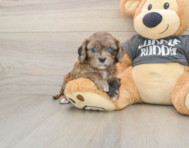 7 week old Cavapoo Puppy For Sale - Simply Southern Pups