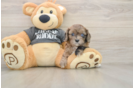 Funny Cavapoo Poodle Mix Pup