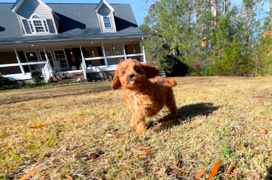Cavapoo Puppy for Adoption
