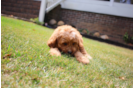 Cute Cavapoo Baby