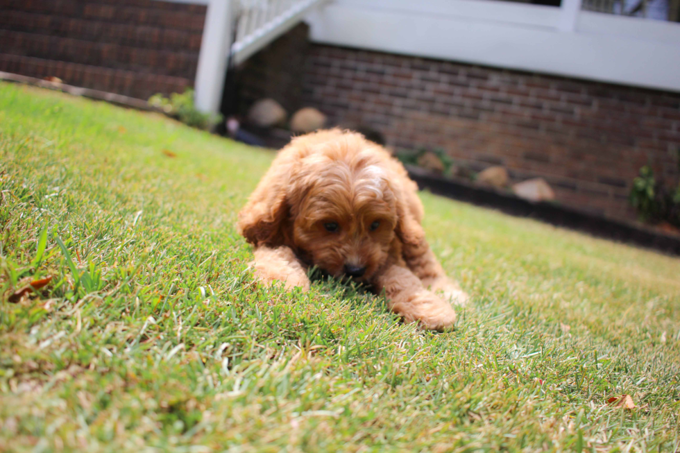 Cute Cavapoo Baby