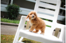 Best Cavapoo Baby