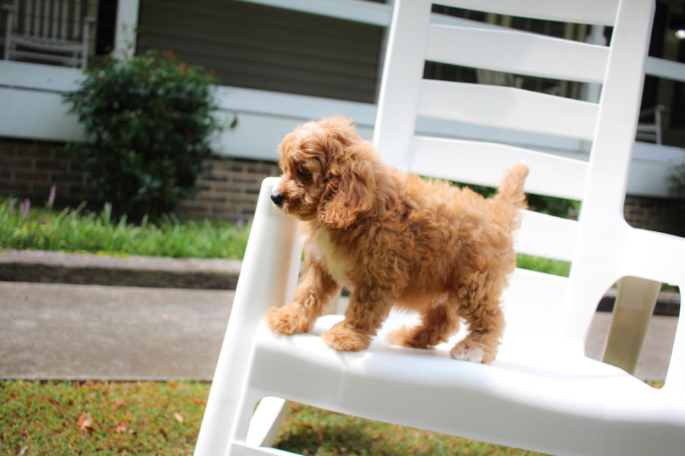 Cute Cavalier King Charles Spaniel and Poodle Mix Poodle Mix Puppy