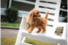 Cute Cavalier King Charles Spaniel and Poodle Mix Poodle Mix Puppy