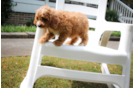 Best Cavapoo Baby