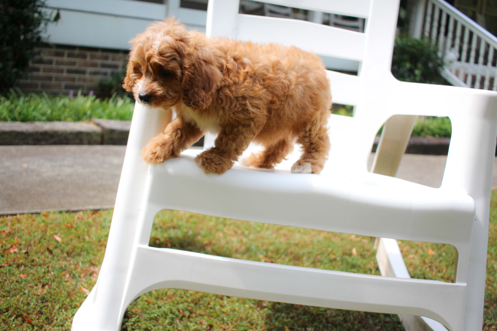 Best Cavapoo Baby