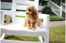 Cute Cavoodle Poodle Mix Puppy