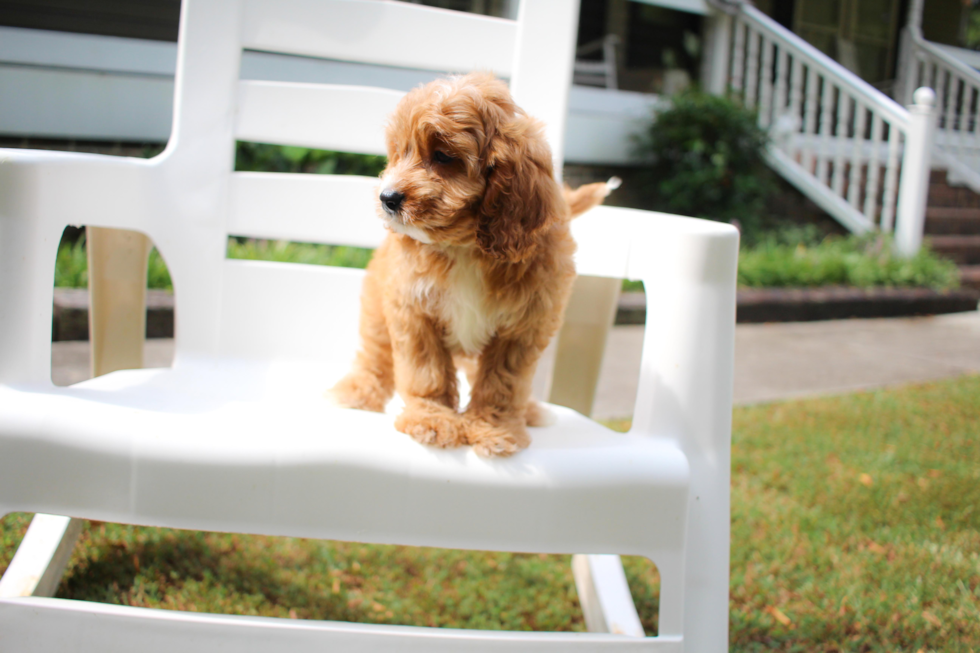 Cute Cavoodle Poodle Mix Puppy