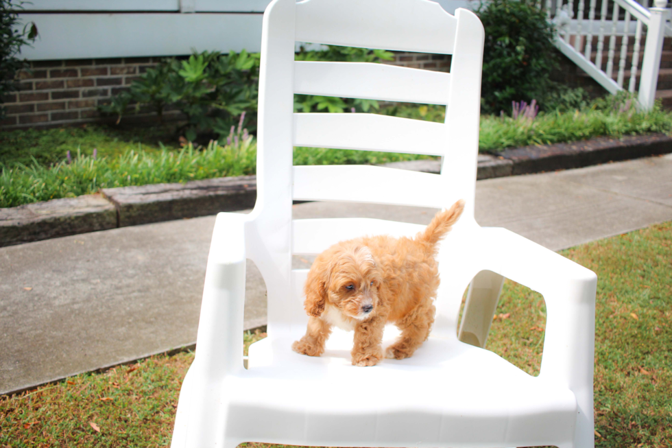 Cute Cavapoo Poodle Mix Pup