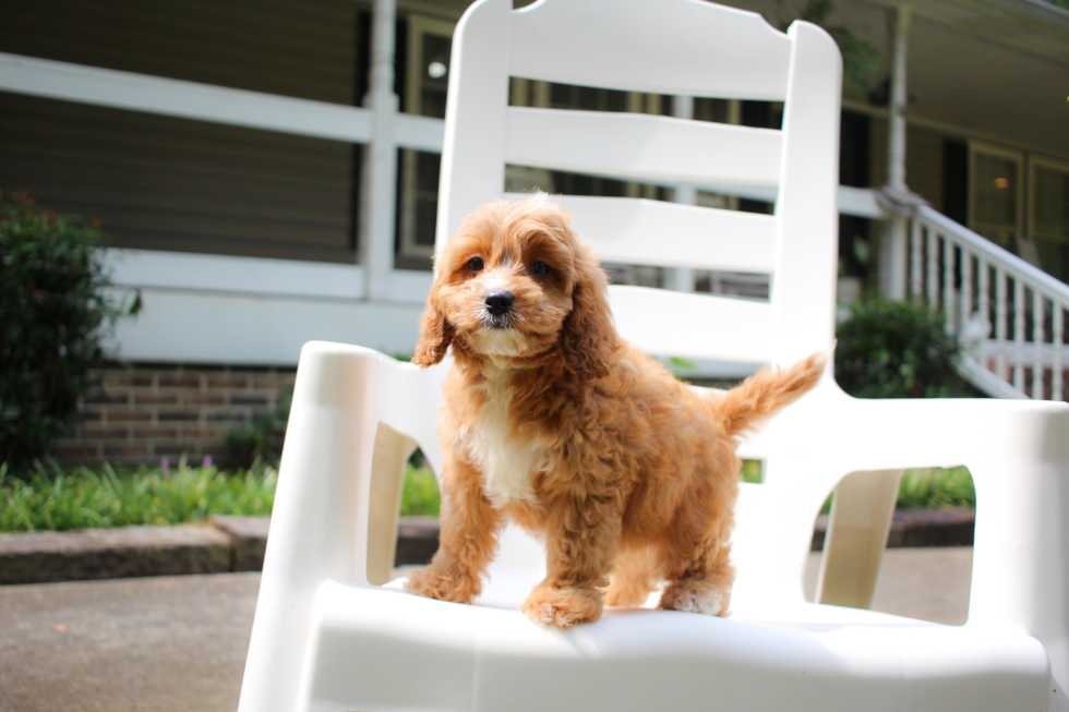 Cavapoo Puppy for Adoption