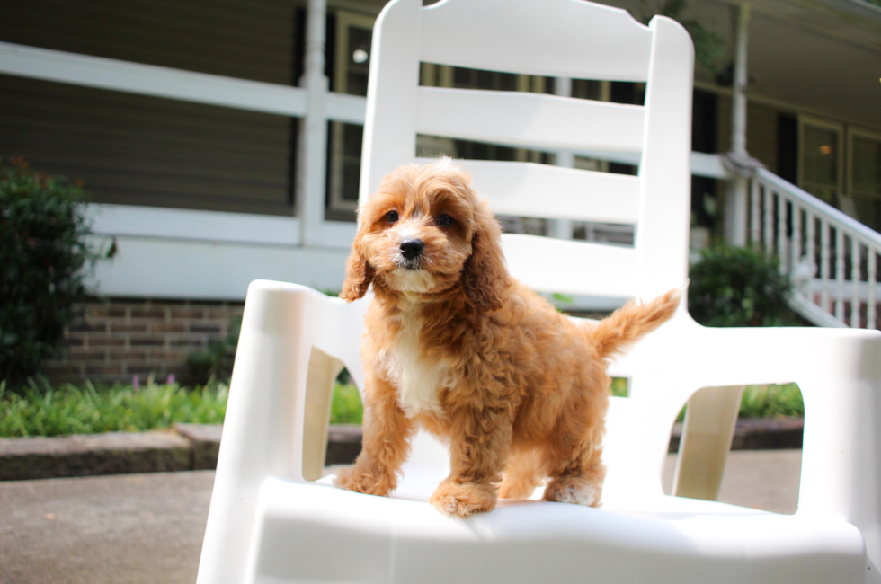 9 week old Cavapoo Puppy For Sale - Simply Southern Pups