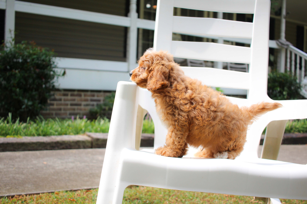 Cute Cavapoo Poodle Mix Pup