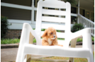 Cute Cavalier King Charles Spaniel and Poodle Mix Poodle Mix Puppy